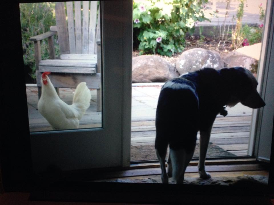 Daisy and chicken in the window