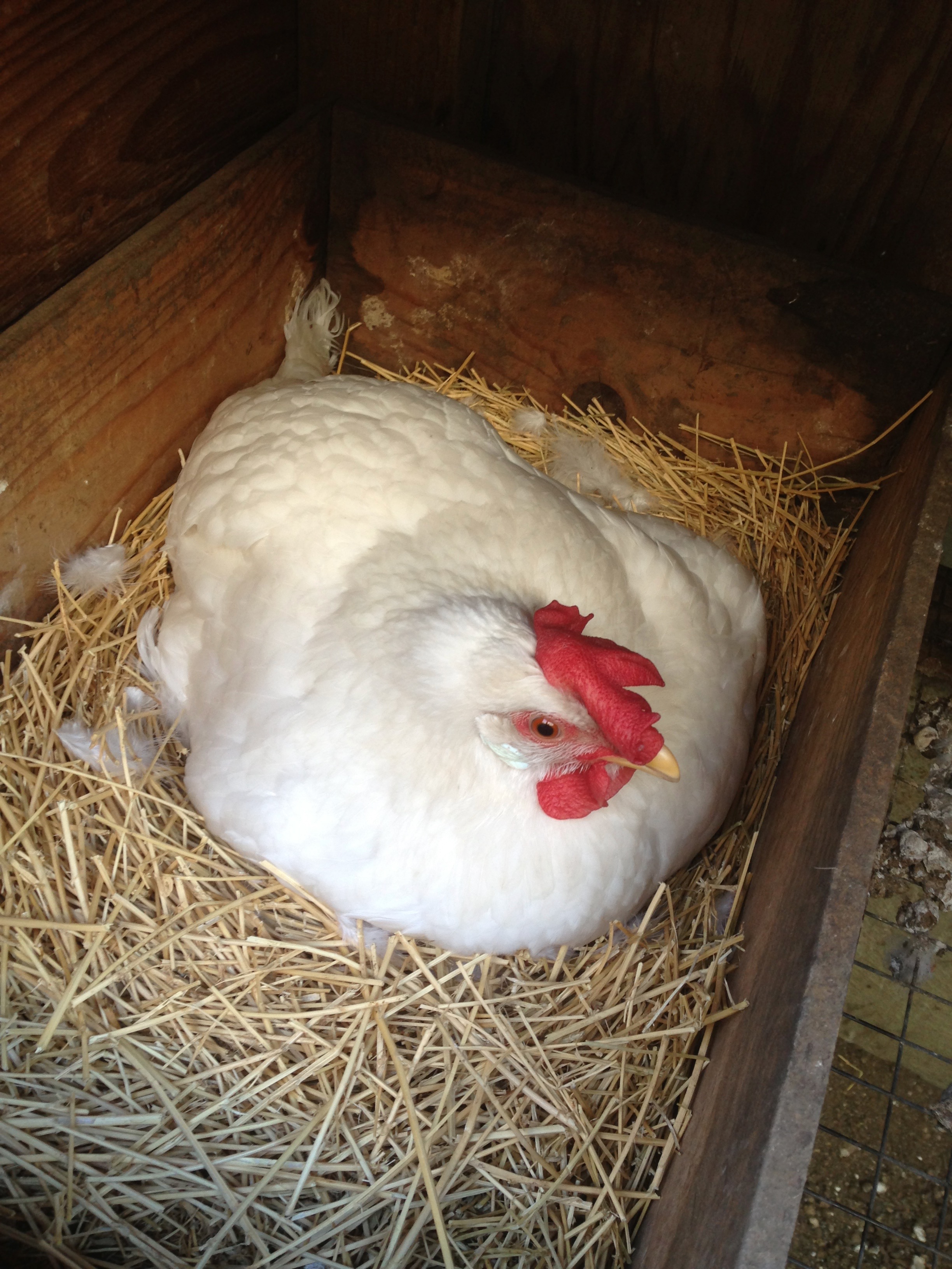 A broody hen on her eggs