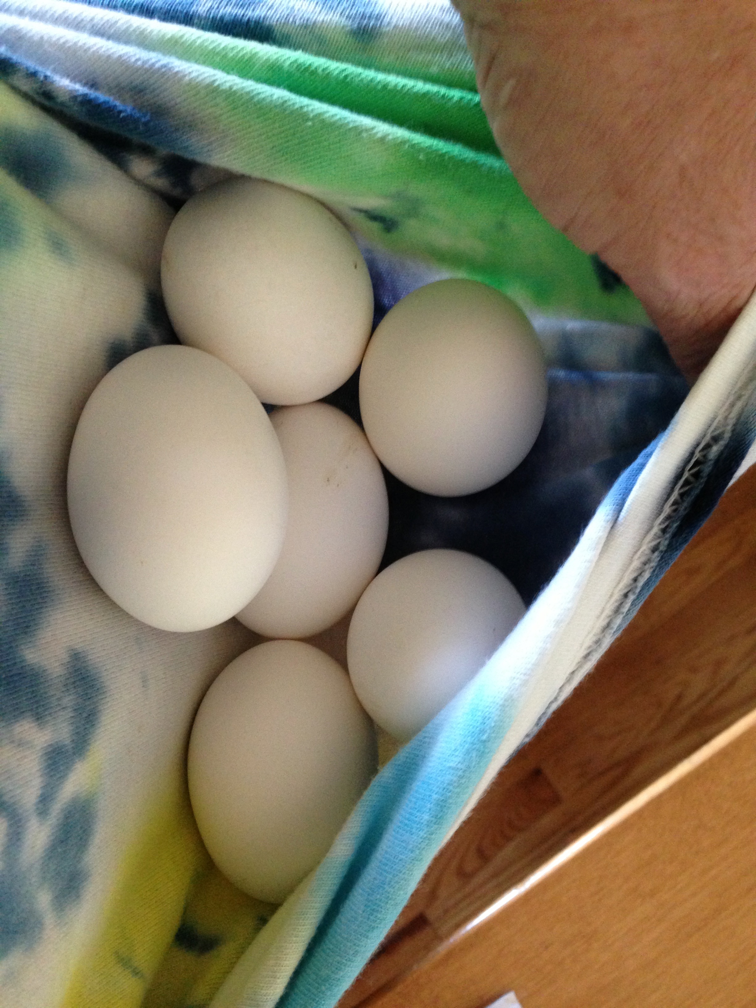 Gathering eggs
